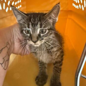 Yarn Ball-C -  Domestic Short Hair Cat for Adoption in East St. Louis, Illinois - Yarn Ball-C | PetCurious