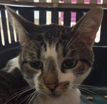 Lanky Boy -  Domestic Short Hair Cat for Adoption in Olean, New York - Lanky Boy | PetCurious
