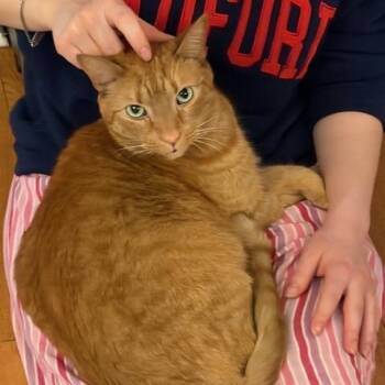 Domestic Short Hair Cats Available for Adoption in Richmond, Virginia - Louie | PetCurious