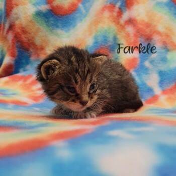 Farkle -  Domestic Short Hair Cat for Adoption in Parkersburg, West Virginia - Farkle | PetCurious