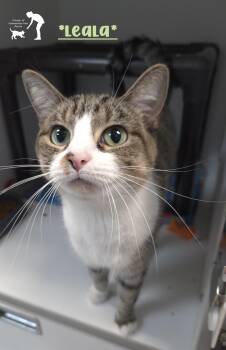 Leala -  Domestic Short Hair Cat for Adoption in Centerville, Utah - Leala | PetCurious