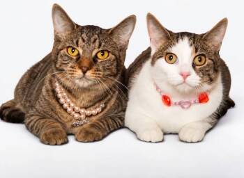 TIGER & BUTTERFLY -  Domestic Short Hair Cat for Adoption in Wyandotte, Michigan - TIGER & BUTTERFLY | PetCurious
