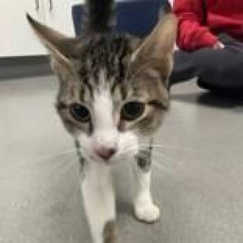 Domestic Short Hair Cats Available for Adoption - Roadie | PetCurious