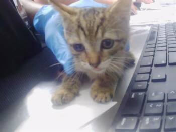 CALVIN -  Domestic Short Hair Cat for Adoption in Charlotte, North Carolina - CALVIN | PetCurious