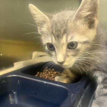 Dusty -  American Shorthair Cat for Adoption in Jacksonville, Arkansas - Dusty | PetCurious
