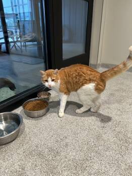 American Shorthair Cats Available for Adoption - Mickey | PetCurious