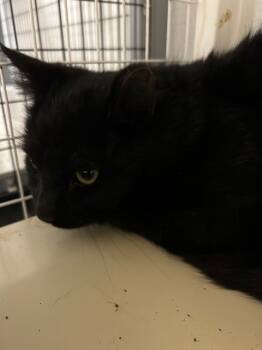 Rescue Domestic Short Hair Cats for Adoption in Grand Junction, Colorado - Smoochie | PetCurious