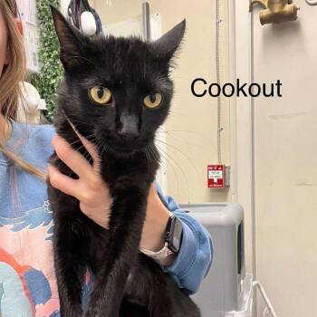 Rescue Domestic Short Hair Cats for Adoption in Buffalo, Minnesota - Cookout *Meet Me At Lakeville Petsmart* | PetCurious