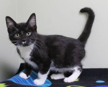 Tuxedo Cats Available for Adoption - Starburst | PetCurious