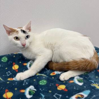 Domestic Short Hair Cats Available for Adoption - Kyoshi | PetCurious