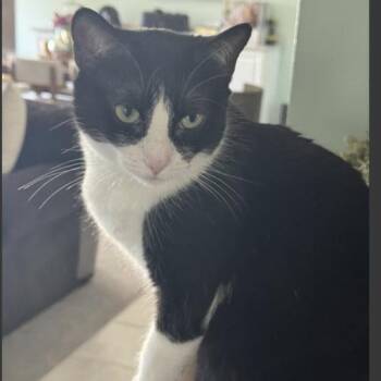 Luci -  Domestic Short Hair Cat for Adoption in Rochester, Minnesota - Luci | PetCurious