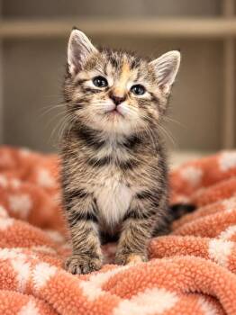 Bernadette -  Domestic Short Hair Cat for Adoption in Lafayette, Louisiana - Bernadette | PetCurious