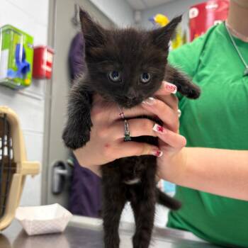 Domestic Medium Hair Cats Available for Adoption in Parkersburg, West Virginia - Lily | PetCurious