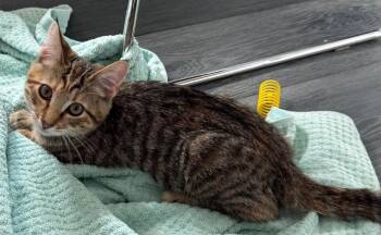 Tabbi -  Tabby Cat for Adoption in Burnaby, British Columbia - Tabbi | PetCurious