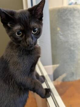 Jack -  Domestic Short Hair Cat for Adoption in Salinas, California - Jack | PetCurious