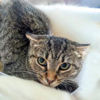 Ron -  Domestic Short Hair Cat for Adoption in Chapel Hill, North Carolina - Ron | PetCurious