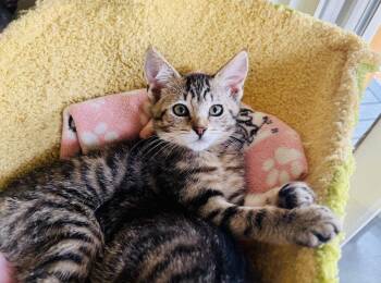 Peony -  Domestic Short Hair Cat for Adoption in Alafaya, Florida - Peony | PetCurious