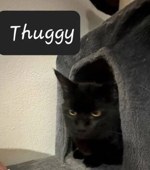 Domestic Medium Hair Cats Available for Adoption in Dallas, Texas - Thuggy 0466 | PetCurious