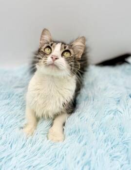 Flutter -  Domestic Long Hair Cat for Adoption in Covington, Louisiana - Flutter | PetCurious