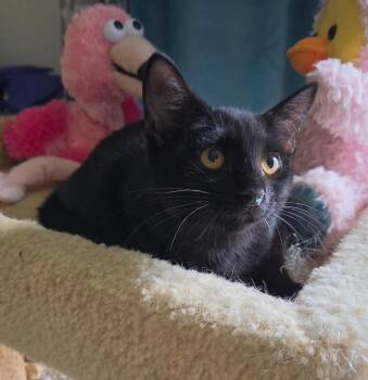 Jude -  Domestic Short Hair Cat for Adoption in Oviedo, Florida - Jude | PetCurious