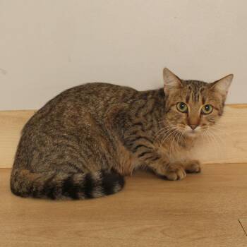 Mommy** C71299 -  Domestic Short Hair Cat for Adoption in Minnetonka, Minnesota - Mommy** C71299 | PetCurious