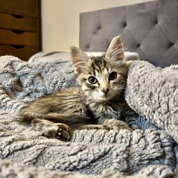 Rosie -  Domestic Medium Hair Cat for Adoption in Emporia, Kansas - Rosie | PetCurious