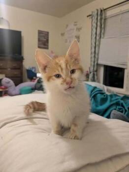 Rescue Domestic Short Hair Cats for Adoption in Clymer, Pennsylvania - Oscar | PetCurious