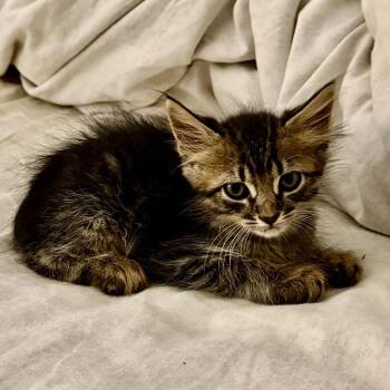 Tiger -  Domestic Short Hair Cat for Adoption in NEW PT RICHEY, Florida - Tiger | PetCurious