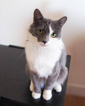 Domestic Short Hair Cats Available for Adoption in Calgary, Alberta - Ciri (Orchid) | PetCurious