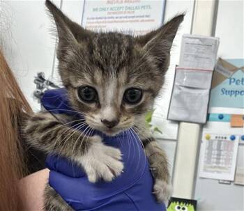 ELENA -  Domestic Short Hair Cat for Adoption in Dallas, Texas - ELENA | PetCurious