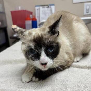 Nebula -  Domestic Medium Hair Cat for Adoption in Tempe, Arizona - Nebula | PetCurious