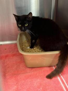 M.D -  Domestic Short Hair Cat for Adoption in Burgaw, North Carolina - M.D | PetCurious