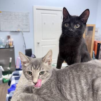 Rescue American Shorthair Cats for Adoption in Philadelphia, Pennsylvania - Turbo And Rowlf | PetCurious