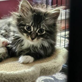 Domestic Short Hair Cats Available for Adoption in Wayne, New Jersey - Nina | PetCurious