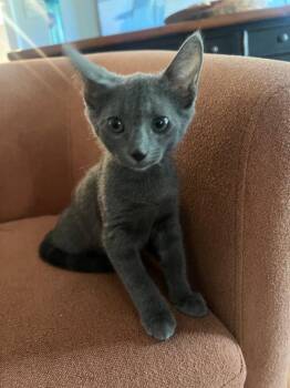 Huey -  Domestic Short Hair Cat for Adoption in Evans, Georgia - Huey | PetCurious