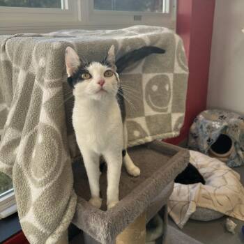 Demeter -  Domestic Short Hair Cat for Adoption in North Haven, Connecticut - Demeter | PetCurious