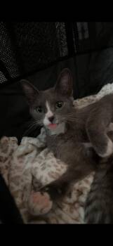 Sunny Bun -  Domestic Short Hair Cat for Adoption in Wheaton, Illinois - Sunny Bun | PetCurious