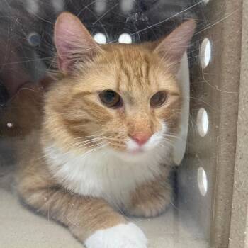 Bowser -  Domestic Medium Hair Cat for Adoption in Newark, New Jersey - Bowser | PetCurious