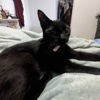 Rescue Domestic Short Hair Cats for Adoption in Hamilton, Ontario - Candy - A Sweet Explorer Full Of Love! | PetCurious