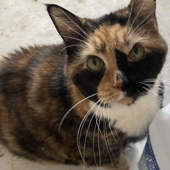 Callie ---Community Courtesy Post--- -  Domestic Short Hair Cat for Adoption in San Tan Valley, Arizona - Callie ---Community Courtesy Post--- | PetCurious