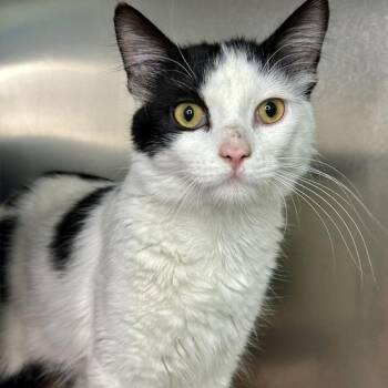 Max -  Domestic Medium Hair Cat for Adoption in Matteson, Illinois - Max | PetCurious
