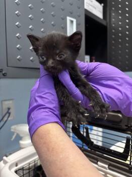 Domestic Short Hair Cats Available for Adoption in Palmetto, Florida - MACON | PetCurious