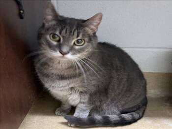 HATTIE -  Domestic Short Hair Cat for Adoption in Derwood, Maryland - HATTIE | PetCurious