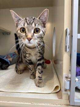 Bugsy -  Domestic Short Hair Cat for Adoption in Winnipeg, Manitoba - Bugsy | PetCurious
