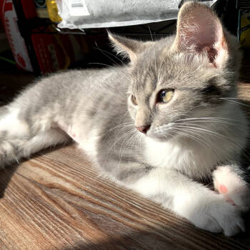 Rescue Domestic Short Hair Cats for Adoption in Carmel, Indiana - Larry | PetCurious