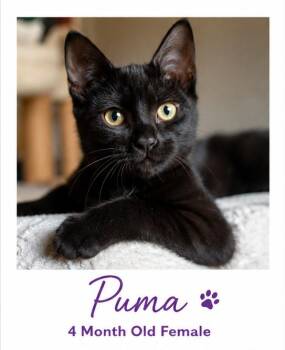 Puma - A Little Black Beauty with a Big Heart -  Domestic Short Hair Cat for Adoption in Prescott, Arizona - Puma - A Little Black Beauty With A Big Heart | PetCurious