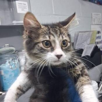 Bastian -  Domestic Medium Hair Cat for Adoption in Summerville, South Carolina - Bastian | PetCurious