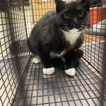 A614676 -  Domestic Short Hair Cat for Adoption in Modesto, California - A614676 | PetCurious