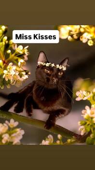 Domestic Short Hair Cats Available for Adoption in Walnut Creek, California - Miss Kisses At Martinez Pet Food Express  May 2nd | PetCurious