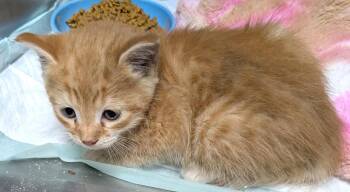 Khai -  Domestic Short Hair Cat Available for Adoption in Albemarle, North Carolina - Khai | PetCurious